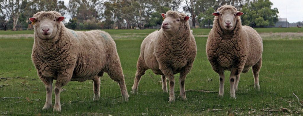 A trio of sheep standing in a field. 